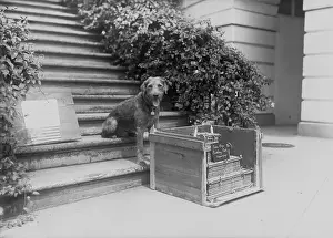 Birthday Prints: Laddie Boy with Birthday Cake