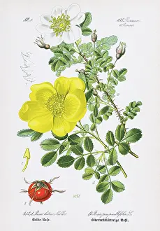 Lady Banks Rose and Burnet Rose chromolithograph 1886