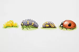 Four Animals Collection: Lady Beetle, life cycle