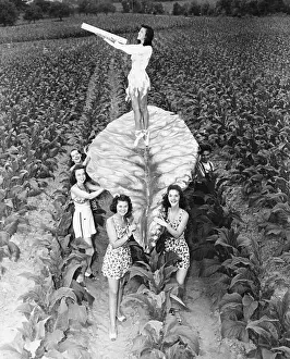 Tobacco Prints: Lady Nicotine's Devotees