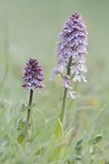 Spermatophyte Gallery: Lady Orchid -Orchis purpurea-, Leutratal, Jena, Thuringia, Germany, Europe