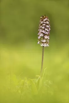Images Dated 12th May 2013: Lady Orchid -Orchis purpurea-, Lower Austria, Austria