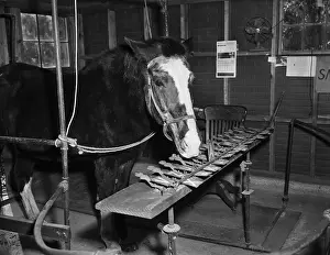 Typewriter Prints: Lady Wonder The Talking Horse