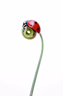 Flowers by Brian Haslam Collection: Ladybird