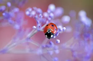 Images Dated 27th March 2012: Ladybird climbing among Gypsophila
