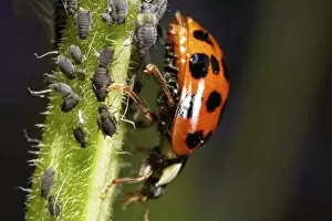 Coleoptera Gallery: Ladybird (Coccinellidae) with aphids (Aphidoidea), macro