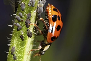 Coleoptera Gallery: Ladybird (Coccinellidae) with aphids (Aphidoidea), macro