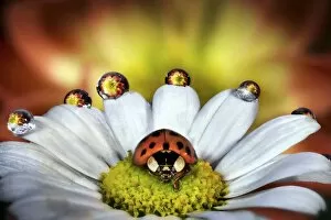 Animal Wildlife Gallery: Ladybird on a daisy