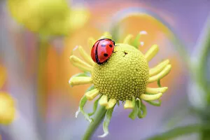 Images Dated 19th March 2018: Ladybird (Ladybug)