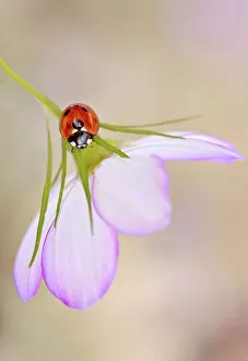 Images Dated 13th June 2018: Ladybird (Ladybug)
