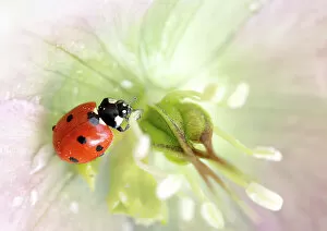 Images Dated 11th June 2018: Ladybird (Ladybug) resting on Hellebore bloom