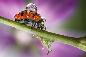 Horizontal Image Gallery: Ladybird on stem