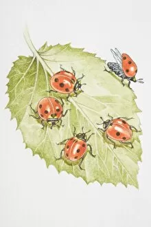 Coleoptera Gallery: Four Ladybirds (Coccinella septempunctata) on a leaf