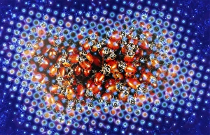 Ladybug Gallery: Ladybugs