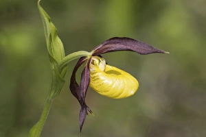 Images Dated 17th May 2014: Ladys Slipper Orchid -Cypripedium calceolus-, Meissner Nature Park, Hesse, Germany