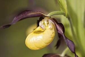 Images Dated 17th May 2014: Ladys Slipper Orchid -Cypripedium calceolus-, Meissner Nature Park, Hesse, Germany