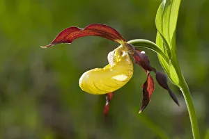 Images Dated 13th May 2012: Ladys Slipper Orchid -Cypripedium calceolus-, flowering, Thuringia, Germany