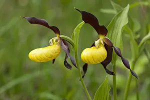 Images Dated 13th May 2012: Ladys Slipper Orchid -Cypripedium calceolus-, flowering, Thuringia, Germany