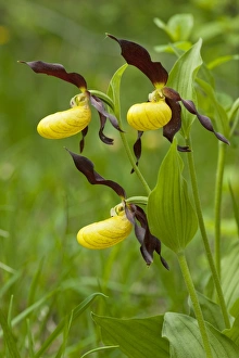 Images Dated 13th May 2012: Ladys Slipper Orchid -Cypripedium calceolus-, flowering, Thuringia, Germany