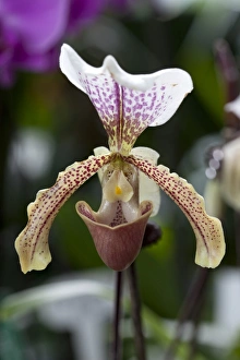 Images Dated 28th February 2010: Ladys Slipper -Paphiopedilum san actaeus-, blossom, flower