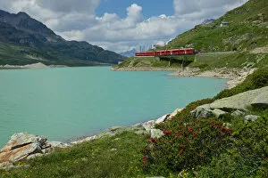 Passenger Train Gallery: Lago Bianco, alpine roses