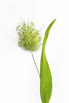 Captivating Floral Photography by Mandy Disher Gallery: Lagurus Ovatus grass
