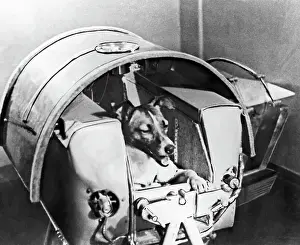 Eyes Closed Prints: Laika, Russian Astro Dog