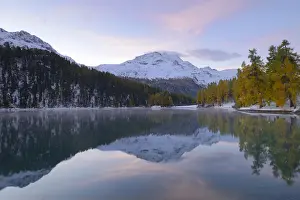 Alpen Prints: Lake Champfer with an autumnal coloured Larch -Larix- forest with Piz da la Margna at the rear