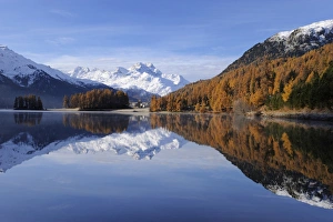 Images Dated 28th October 2011: Lake Champfer with larch forest with autumnal colouring, Mt Piz da la Margna at back, St