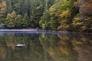 Black Forest Prints: Lake Feldsee with reflections and fog over the water