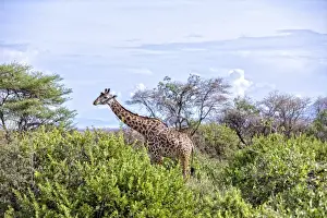 Arusha Region Prints: Lake Manyara National Park Safari, Africa