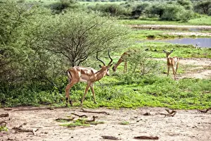 Impala Prints: Lake Manyara National Park Safari, Africa