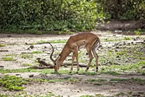 Lake Manyara National Park Safari, Africa
