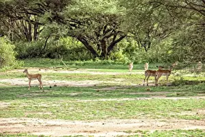 Arusha Region Prints: Lake Manyara National Park Safari, Africa
