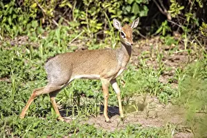 Lake Manyara National Park Safari, Africa