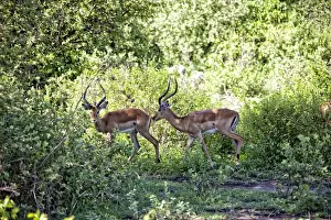 Lake Manyara National Park Safari, Africa