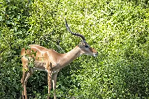 Impala Prints: Lake Manyara National Park Safari, Africa