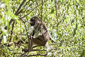 Arusha Region Prints: Lake Manyara National Park Safari, Africa