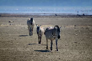 Images Dated 25th January 2010: Zebra