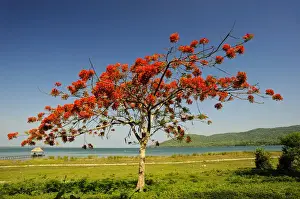 Lake Peten Itza, Peten, rainforest, Guatemala, Central America