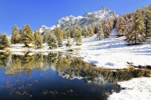 Lake Schwarzsee or Lai Nair with snow-covered larch forest, Tarasp, Engadin, Graubunden, Switzerland