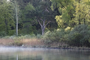 Images Dated 4th May 2012: Lake Starnberg, natural shore at St. Heinrich, municipality of Muensing, Five-Lakes region