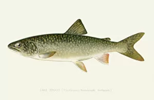 Images Dated 16th July 2016: Lake trout illustration 1896