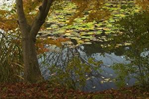 Lakeshore detail with maple and lily pads, near Ryoanji Garden, Kyoto, Honshu, Japan