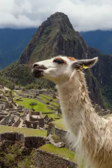Llama Prints: Lama glama in front of Machu Piqchu