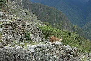 A lama in Machu Picchu