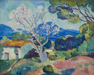 Private Collection Prints: Lamandier En Fleurs