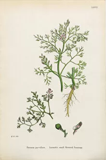 Images Dated 16th January 2017: Lamarka┬Ç┬Ös Fumitory, Fumaria parviflora, Victorian Botanical Illustration, 1863