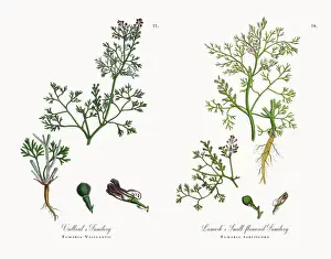 Fumitory Prints: Lamarkas Fumitory, Fumaria parviflora, Victorian Botanical Illustration, 1863