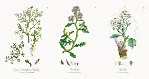 Fumitory Prints: Lamarkas Fumitory, Fumaria parviflora, Victorian Botanical Illustration, 1863